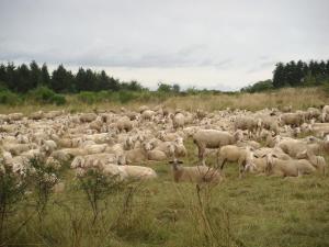 Tiere in der Ferienwohnung oder in der Nähe