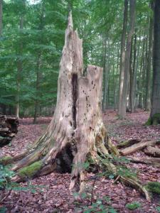 Naturlandschaft in der Nähe der Ferienwohnung