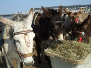 Horseback riding at the lodge or nearby 