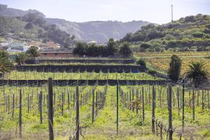 a vineyard with a bunch of vines on a hill at Casita entre Viñedos, Experiencia Rural, Ideal niños. in Tegueste