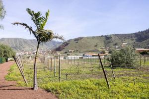 eine Palme auf einem Feld mit einem Zaun in der Unterkunft Casita entre Viñedos, Experiencia Rural, Ideal niños. in Tegueste