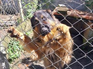 a large brown dog behind a fence at Pousada Beija flor in Extrema