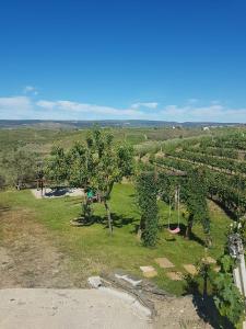 an aerial view of a vineyard with trees and grass at quinta vale da corga in Murça