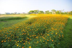 a field of yellow flowers in a field at Vanilla Twilight in Wujie