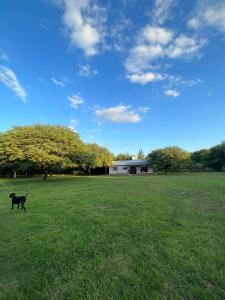 un perro negro caminando en un campo de hierba en Tu alojamiento en Santiago del Estero en Santiago del Estero