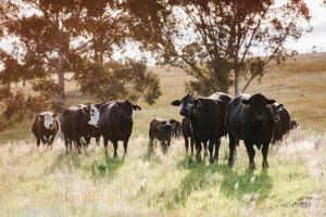 a herd of cows standing in a field at Hepburn Retreat at Valley View, Ilford NSW in Ilford