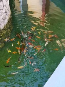 Altri animali domestici presso il resort o nei dintorni