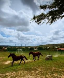 dois cavalos estão correndo em um campo em Monte Castelo - Flat 02A - Módulo 18 em Gravatá