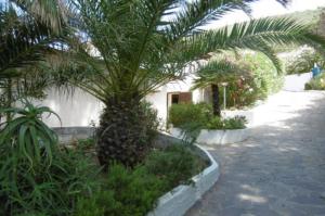 a palm tree in a garden next to a building at Appartamento Il Nido in Palazzo
