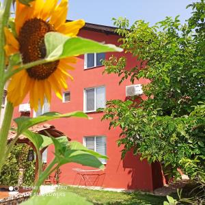 ポモリエにあるGuest House Sunflowersの赤い建物前のひまわり