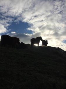 a group of cows standing on top of a hill at The Studio, Trelugga in Helston