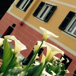 a plant with white flowers in front of a building at BBQ Lodge in Camogli