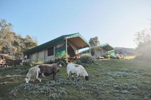 Zvířata v luxury tent nebo okolí
