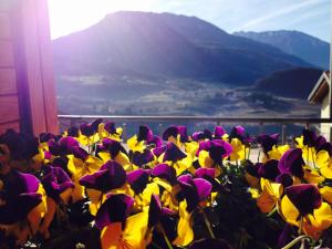 un campo de flores de colores frente a una montaña en B&B L'edera en Trento