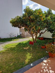 an orange tree in a yard next to a building at A Nespulara in Galati Marina