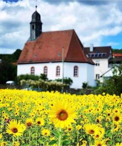 a field of yellow flowers in front of a church at Naturpanorama in Gleiszellen-Gleishorbach