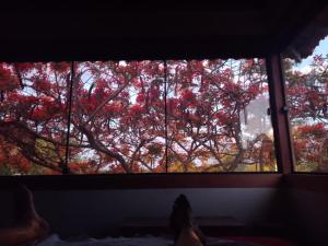 a window view of a tree with red leaves at Pousada Recanto Devas in Cabo Frio