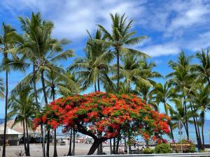 uma árvore florida com flores vermelhas na frente das palmeiras em Beach Villas Kahaluu on Kona Coast em Kailua-Kona