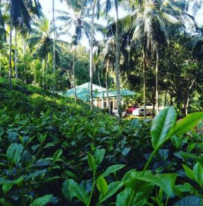 a garden with palm trees and a house in the background at HangarankandaBungalow Deniyaya in Deniyaya