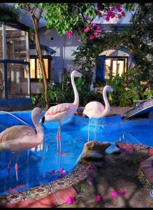 three flamingos standing in the water in a pool at la posada del sol in Villa Gesell