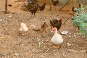 Billede fra billedgalleriet på Farmdean Resort i Kanyakumari