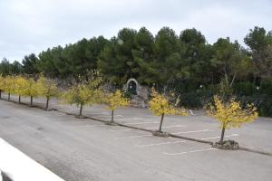 een rij bomen op een parkeerplaats bij HOTEL LOS CAÑAS in Iniesta