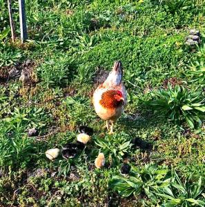 a chicken standing in the grass with some food at Quinta Pereirinha Farm - Bed & Breakfast - Pico Island, Azores - Private 3 Bedroom Home on a Working Farm w Ocean Views in São Roque do Pico