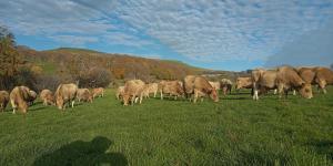 una manada de vacas pastando en un campo de hierba en Le petit gîte des 4 saisons en Cézens