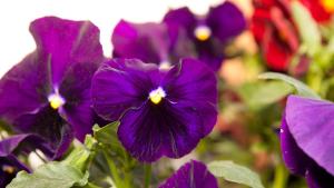 un grupo de flores púrpuras en un jardín en Haus Santner, en Fiè