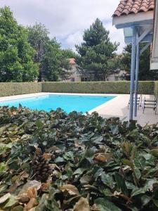 uma grande planta verde ao lado de uma piscina em Mignon appartement en résidence avec piscine em Biscarrosse