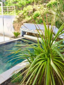uma planta em frente a uma piscina em une maison bleue em Piolenc
