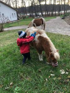 Ein kleines Kind streichelt ein kleines Pony in der Unterkunft Seeblick eins im Waldschlößchen in Wendisch Rietz