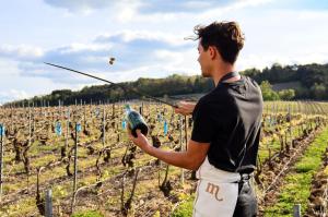a man standing in a vineyard with a bow at Chateau de Sacy in Sacy