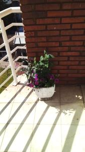 a potted plant sitting on a patio next to a brick wall at Dalmi in San Nicolás de los Arroyos
