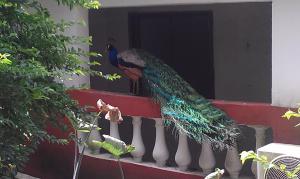 una estatua de un pavo real sentada en un balcón en Konkon Wonderland, en Accra