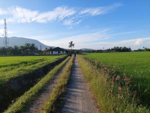 a dirt road through a field with a palm tree at Jerai Geopark Cottage 2bedrooms Pulau Bidan in Yan