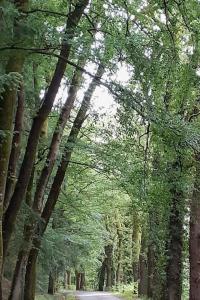 un bosque de árboles en un camino de tierra en Gîte de la Grange en Saint-Pardoux