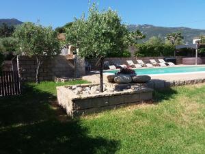 um jardim com uma árvore e uma piscina em Magnifique villa piscine Propriano em Olmeto