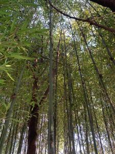 a group of bamboo trees in a forest at Agriturismo Corte San Girolamo in Mantova
