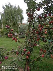 an apple tree with apples on it in a garden at Lovely 1-Bed Apartment in Gallinaro in Gallinaro
