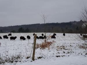 a herd of animals grazing in a snow covered field at Garden Lodge close to Wakehurst and Kew Seed Bank Ardingly in Ardingly