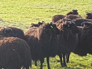 a herd of sheep standing in a field at Garden Lodge close to Wakehurst and Kew Seed Bank Ardingly in Ardingly