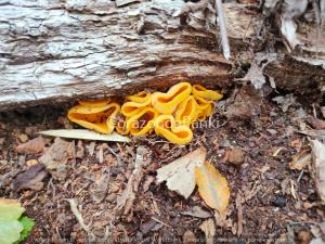 a pile of yellow ribbon on the ground next to a tree at Corazon de Panki in Curarrehue