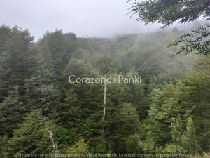 a forest filled with lots of green trees at Corazon de Panki in Curarrehue +70 photos