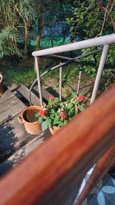 two potted plants sitting on a wooden table at Miraflores Casa de Campo in San Salvador de Jujuy