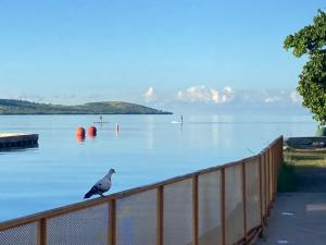 a bird sitting on a fence next to a body of water at Wild Flowers Rooms in Boqueron