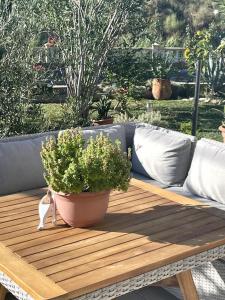 a cat sitting on a wooden table with a plant at Casa Fumica Apartment in Palit