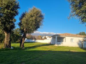 une cour avec une maison et un arbre dans l'établissement Location "Casa Monna", à Prunelli-di-Fiumorbo