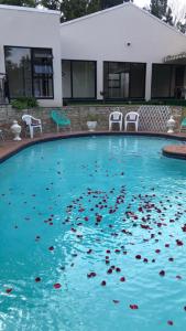 a large swimming pool with flowers in the water at Muco Guest House in Johannesburg
