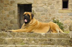 Domácí mazlíčci ubytovaní s hosty v ubytování Chateau du Besset